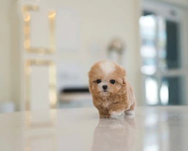 Teacup Maltipoo Puppies for Sale