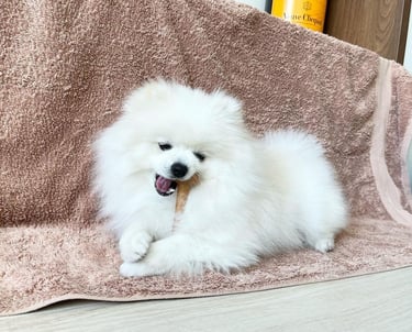 Teacup Pomeranian Puppies for Sale