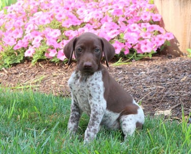 German Shorthaired Pointer Puppies for Sale 