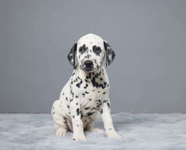 Dalmatian Puppies for Sale