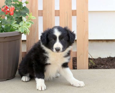 Border Collie Puppies for Sale