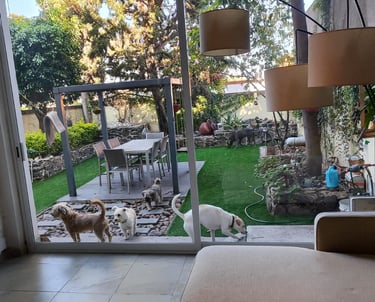 varios perros jugando y conviviendo en guardería canina