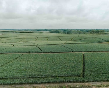 Foto de dron de campo agrícola en Ecuador