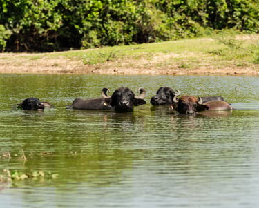 buffalo crossing the rivers