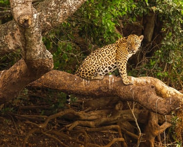jaguar hunting over the tree