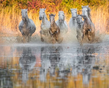 A herd of wild white Camargue horses galloping through shallow water with golden sunset reflections.
