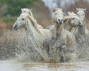 Wild white Camargue horses galloping through water, splashing during a stampede in France.