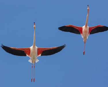 Two pink greater flamingos flying with outstretched wings against a clear blue sky background.