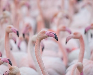 a large group of flamingos standing in a field