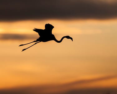 a greater flamingo flying through the sky at sunset