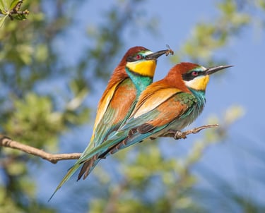 two bee-eaters sitting on a tree branch