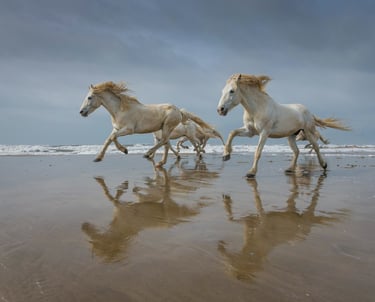 a group of horses running on the beach