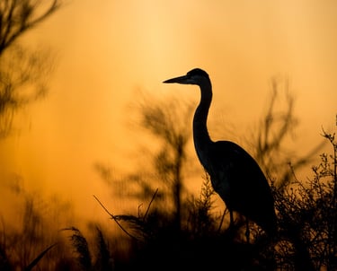 Silhouette of a Grey Heron perched in marsh grass during a vibrant orange sunset.