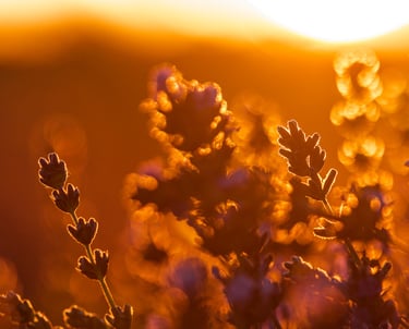 Close-up of lavender flowers in a field during a golden sunset with warm bokeh lighting.