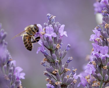 a bee on a lavender flower 
