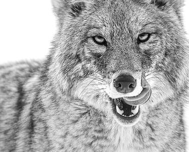 a coyote with a large mouth