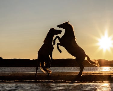 two horses are playing in the water at sunset