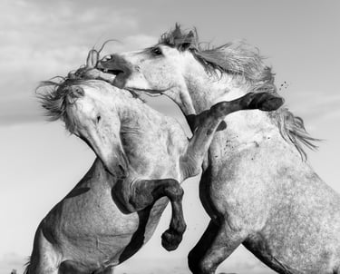 Black and white action shot of two wild stallions rearing up and fighting in a field.