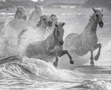 a group of horses running through the ocean