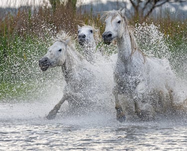 three horses running through the water in a swamp