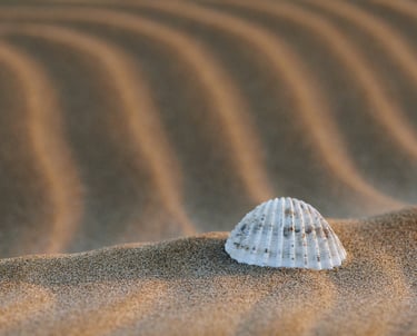 A single white seashell rests on rippled beach sand dunes during sunset.