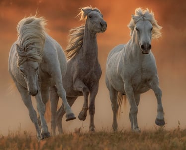three horses running in the dusty field with the sun setting