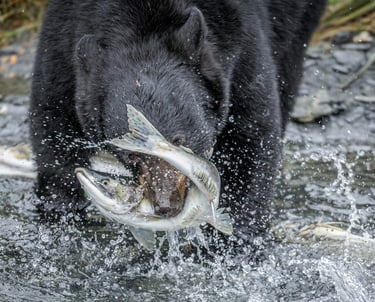 a black bear is holding a fish in its mouth