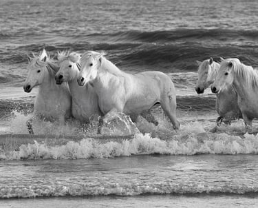 Black and white photo of white Camargue horses running through ocean waves at the beach.