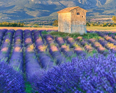 A stone farm building in a blooming purple lavender field in Provence, France at sunset.
