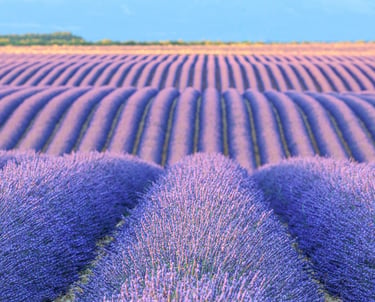 Rows of blooming purple lavender plants in a vast field under a blue sky in Provence, France.