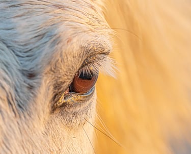 Close-up of a white horse's eye with golden eyelashes illuminated by sunset light.