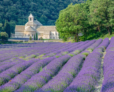 Purple lavender fields in bloom at the historic Senanque Abbey in Provence, France.
