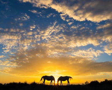 two horses grazing in the grass at sunrise