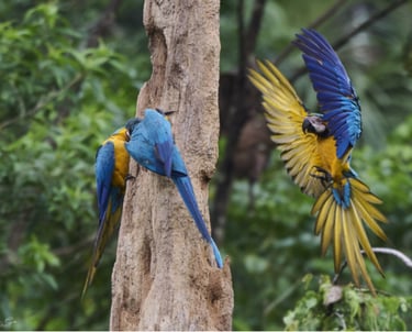 Blue-and-yellow macaws perched on a dead tree trunk and flying in a lush tropical rainforest.
