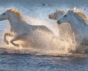 a group of horses running in the water with splash of water