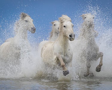 Wild white Camargue horses galloping through water with dramatic ocean spray and a blue sky background.