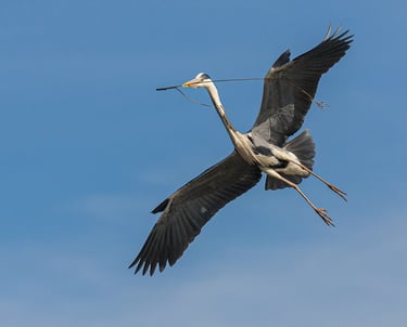 A grey heron in flight carrying a stick for nest building against a clear blue sky.