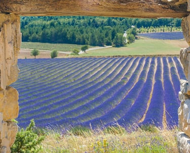 A blooming purple lavender field in Provence seen through a rustic stone window frame.
