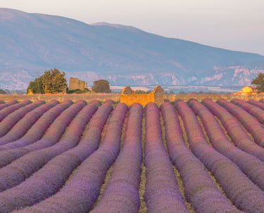 Rows of purple lavender fields in Provence with stone ruins and mountains at sunrise.