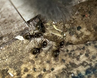 Black ants feeding on ant gel bait