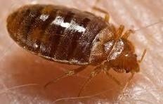 Bedbug