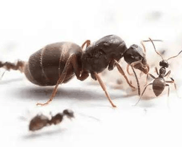 Black ant Queen