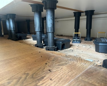 mouse dropping under kitchen unit