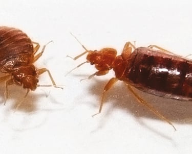 bedbug 