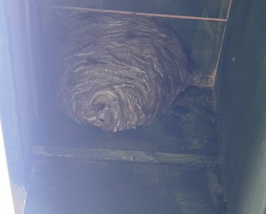 Wasp nest in shed