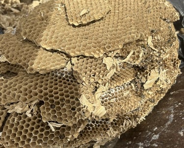 wasp nest