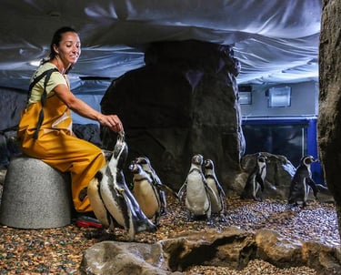 pinguini parco acquatico Cattolica, giochiper bambini, cattolica