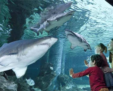 squalo all’Acquario di Cattolica, parco tematico Cattolica