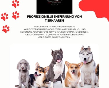 Entfernung von Tierhaaren im Auto Linz professionelle Reinigung