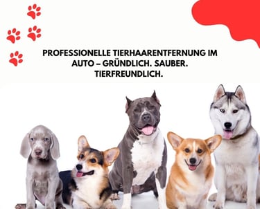 Professionelle Tierhaarentfernung aus Autositzen und Teppichen – gründliche Reinigung für ein haarfr